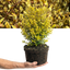 1 Large Plant – Lophomyrtus ‘Golden Dragon’, Ready to Plant in Your Garden