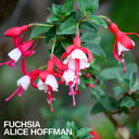 1 Large, Outdoor Garden Ready Plant - Fuchsia Alice Hoffman, Peat Free 2L Pot