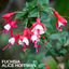1 Large, Outdoor Garden Ready Plant - Fuchsia Alice Hoffman, Peat Free 2L Pot