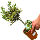 Olea europaea Plant