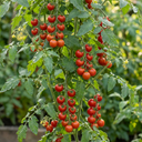 Tomato Tumbling Tom Variety Plants (Set of 3 or 6)