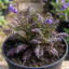 1 Large Plant - Polemonium Bressingham Purple, Ready to Plant in Your Garden, 3L