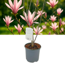 Magnolia Susan Plant