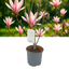 Magnolia Susan