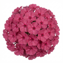 Phlox ‘Fabulous Rose’ Plants (Set of 3 or 6)