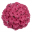 Set of 3 or 6 Phlox ‘Fabulous Rose’ Hardy Perennial Plants, Fragrant, Bee Friendly, Summer Flowering, Outdoor Garden Ready, 1 Litre Root-Ball