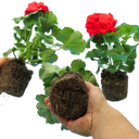 Geranium Toscana Mylena Plants (Set of 3 or 6)