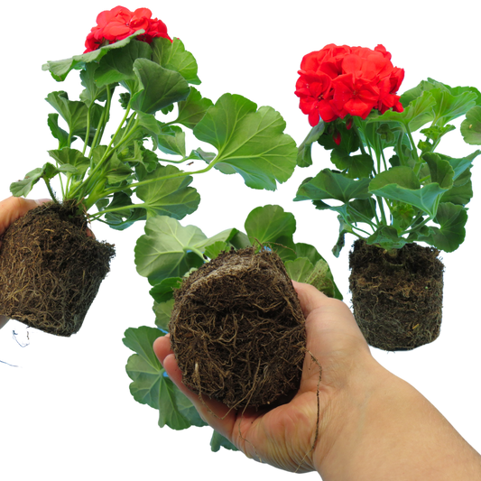 Geranium Toscana Mylena (Pelargonium) – Upright Zonal Bedding (Set of 3 or 6)