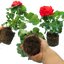 Set of 3 or 6 Large Plants - Geranium Toscana Mylena, Ready to Plant in Your Garden