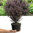 Lophomyrtus ‘Purpurea’ Plant