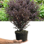 1 Large Plant – Lophomyrtus ‘Purpurea’, Ready to Plant in Your Garden