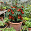 Set of 3 or 6 Tomato Totem Plants, Compact Dwarf Patio Bush Variety, Grow Your Own, Outdoor Garden Ready, 1L Root Ball