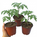 Tomato Sweet Million Variety Plants (Set of 3 or 6)