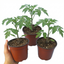 Set of 3 or 6 Large Plants - Tomato Sweet Million Variety, Ready to Plant in Your Garden