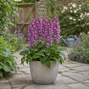 Digitalis Dalmatian Purple Plant (2L Pot)
