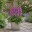 1 Large Plant - Digitalis Dalmatian Purple, Outdoor Garden Ready, 2L Pot