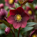 Hellebore Star of Passion Plant