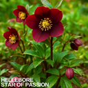 Hellebore Star of Passion Plant