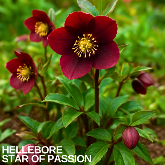 Deep wine-red hellebore flowers with golden stamens, held upright above green foliage