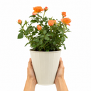 3Ltr Orange Patio Rose Plant, Hardy Bush, Nursery Pots
