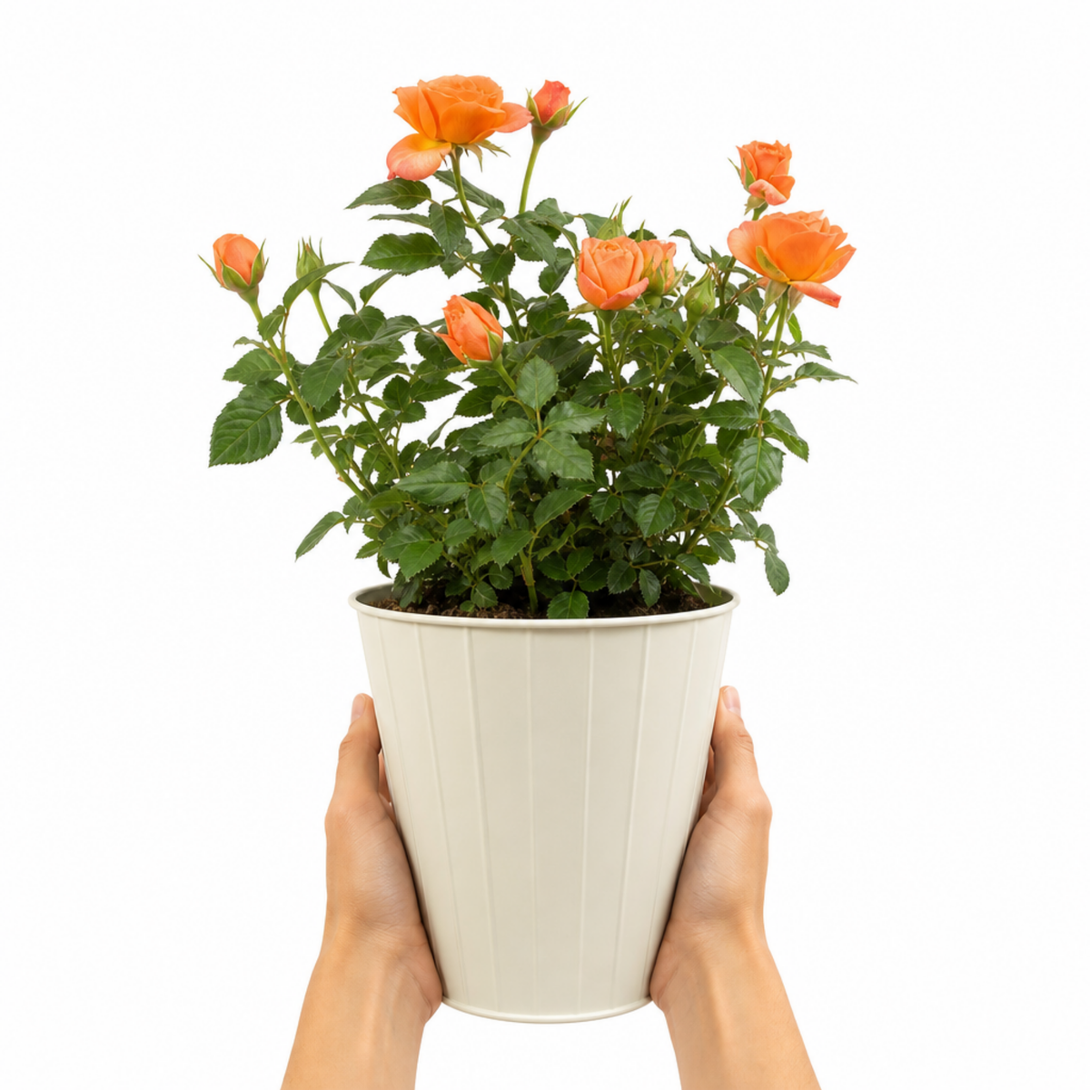 Patio Rose, Orange – Compact Repeat Flowering Rose (3L Pot)