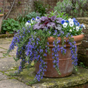 Rosemary Blue Rain Herb Plants (Set of 3 or 6)