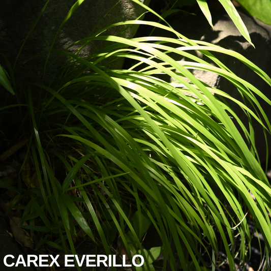 Carex 'Everillo' (Japanese Sedge) – Evergreen Ornamental Grass (2L Pot)