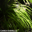 1 Large Plant - Everillo Carex Ornamental Grass, Outdoor Garden Ready Sedge