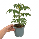 Golden Sunrise Tomato Plants