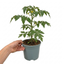 1 Golden Sunrise Tomato Plant, Live Heirloom Yellow Tomato, Outdoor Garden Ready, 2 Litre Root Ball