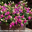 3 Large Plants - Fuchsia Diva Rose & Violet, Ready to Plant in Your Garden