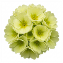 Primula Little Queen Lime Plants (Set of 3 or 6)