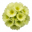 Set of 3 or 6 Primula Little Queen Lime Hardy Perennial Plants, Bee Friendly Spring Flowering, Outdoor Cottage Garden Ready, 1 Litre Root-Ball