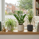 Spider Plants