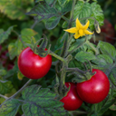 Shirley F1 Tomato Plants