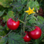 1 Shirley F1 Tomato Plant, Grow Your Own Tomatoes, Live Vegetable Plants for Sale, 2 Litre Root Ball