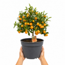 Calamondin Orange Tree 5Ltr, Indoor Citrus Tree, Pots