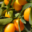 Mini Kumquat