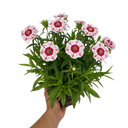 Dianthus Dart Red White Picotee Plant