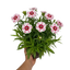 1 Large Plant - Dianthus Dart Red White Picotee, Ready to Plant in Your Garden