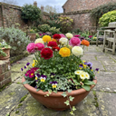 Ranunculus Growers Colour Mix Plants (Set of 3 or 6)