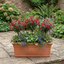Set of 3 or 6 Large Plants - Fuchsia Tom Thumb, Ready to Plant in Your Garden, 1L Rootballs