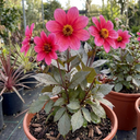 Dahlia Dahlegria Pink Flame Plant (3L Pot)