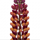 Lupin Masterpiece Plants