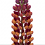 1 Lupin Masterpiece Plant, Hardy Perennial Summer Flowering Lupins for Borders, 3 Litre Root Ball