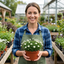Set of 3 or 6 Large Plants - Arenaria Ronda, Ready to Plant in Your Garden, 1L