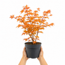3L Orange Leaf Acer Tree, Nursery Pot, Patio Garden Pots