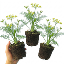 Fresh Fennel Herb Plants (Set of 3 or 6)