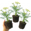 Set of 3 or 6 Fresh Fennel Herb Plants, Hardy Perennial Kitchen Garden Herbs, Outdoor Ready, 1 Litre Root Ball