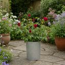 3Ltr Red Patio Rose Plant in Nursery Pot, Outdoor Pots